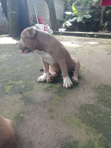 Américan Bully macho - Imagen 2