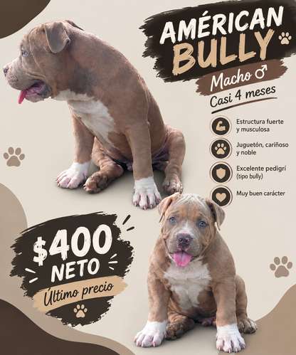 Américan Bully macho - Imagen 1