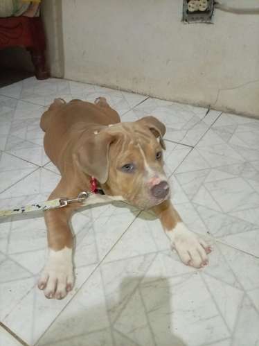 Américan Bully macho - Imagen 3