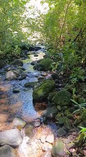 $1,700,000 SE VENDEN 22 HECTAREAS + 251 MTS2 EN DOLEGA PROVINCIA DE CHIRIQUI - Imagen 8