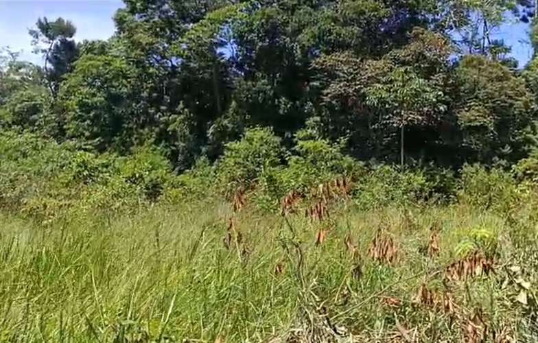$1,700,000 SE VENDEN 22 HECTAREAS + 251 MTS2 EN DOLEGA PROVINCIA DE CHIRIQUI - Imagen 9