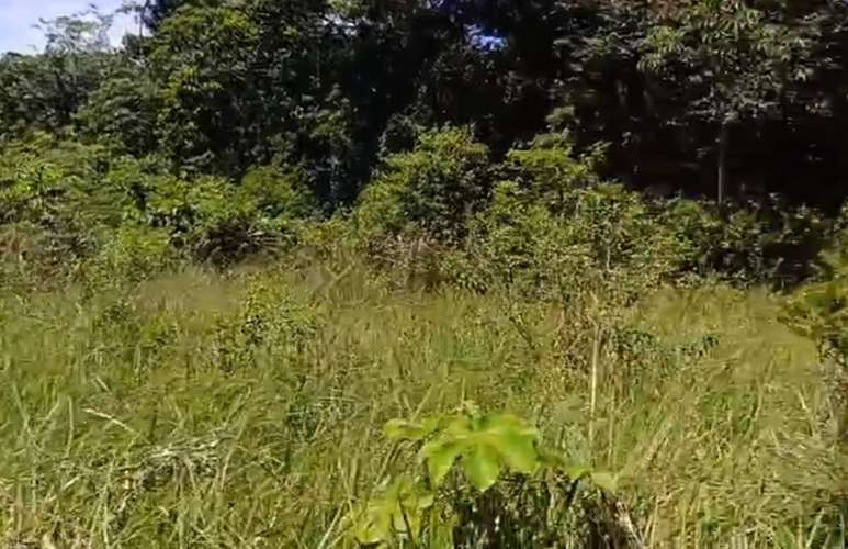 $1,700,000 SE VENDEN 22 HECTAREAS + 251 MTS2 EN DOLEGA PROVINCIA DE CHIRIQUI - Imagen 10