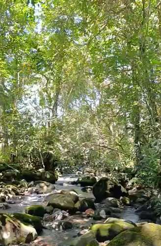 $1,700,000 SE VENDEN 22 HECTAREAS + 251 MTS2 EN DOLEGA PROVINCIA DE CHIRIQUI - Imagen 6