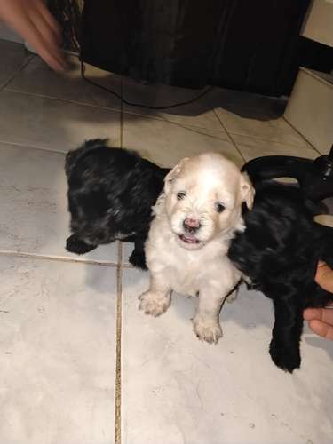 Malteepoo 