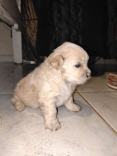 Malteepoo 