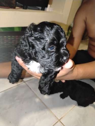 Malteepoo 