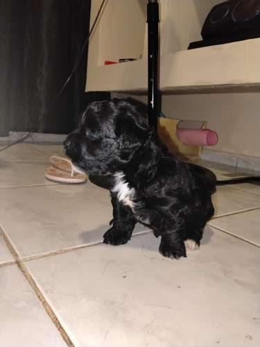 Malteepoo 