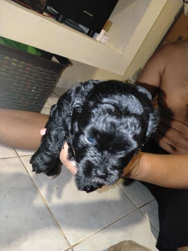 Malteepoo 