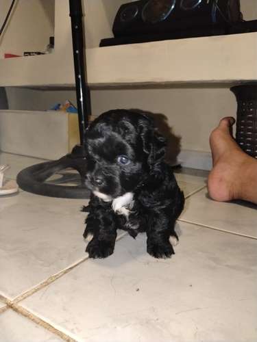 Malteepoo 