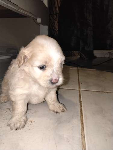 Malteepoo 