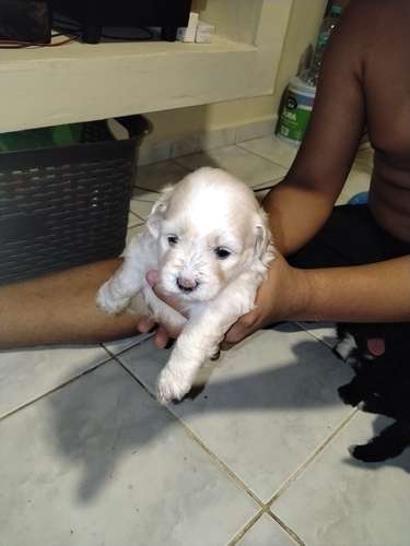 Malteepoo 