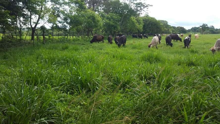 TERRENO EN SANTIAGO DE VERAGUAS - Imagen 19