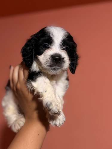 Ultimo machito Shih Poo con su tarjeta de vacuna - Imagen 3