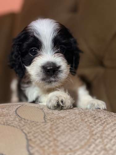 Ultimo machito Shih Poo con su tarjeta de vacuna