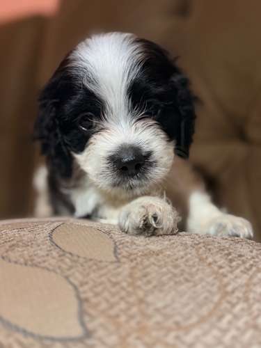 Ultimo machito Shih Poo con su tarjeta de vacuna - Imagen 2