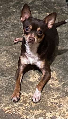 Chihuahua busca novia monta ó cría