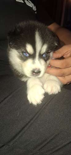 Se vende Husky Siberiano macho.  - Imagen 4