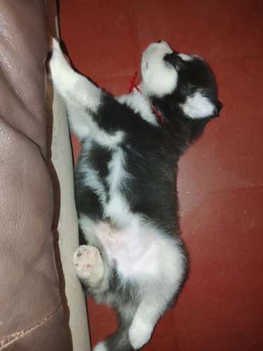 Se vende Husky Siberiano macho.  - Imagen 5