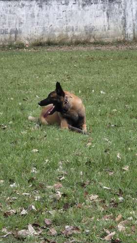 Pastor belga malinois PADRES IMPORTADOS CON PEDIGREE de tres años busca NOVIA.  - Imagen 8