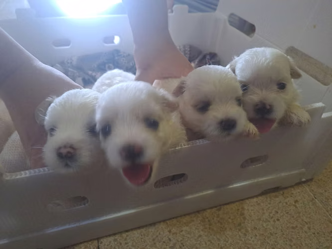Bichon maltés mini - Imagen 1