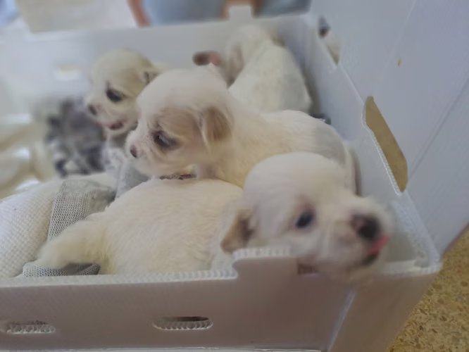 Bichon maltés mini - Imagen 2