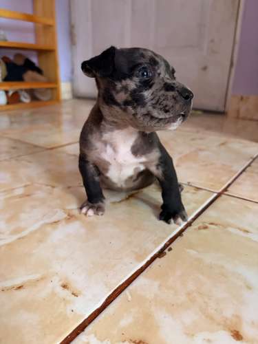 Hembra bully poker