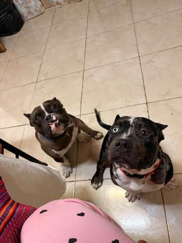 Hembra bully poker