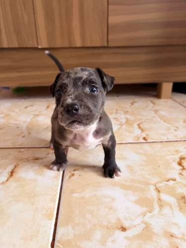 Hembra bully poker