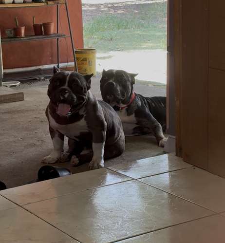 Hembra bully poker