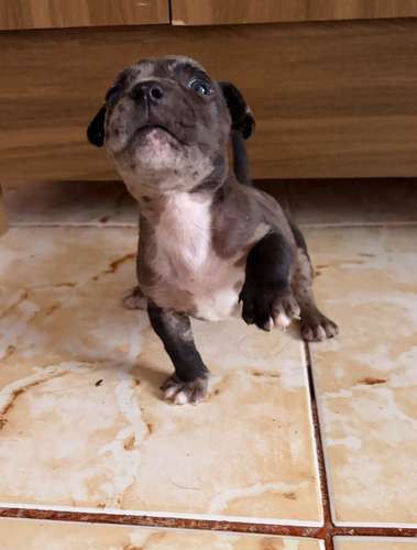 Hembra bully poker