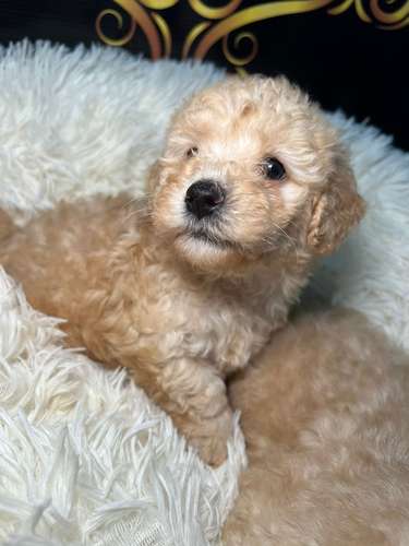 French poodle mini toy (importados)