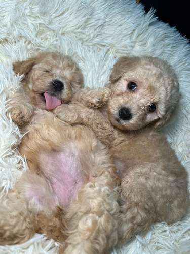 French poodle mini toy (importados)