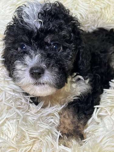 French poodle mini toy (importados)