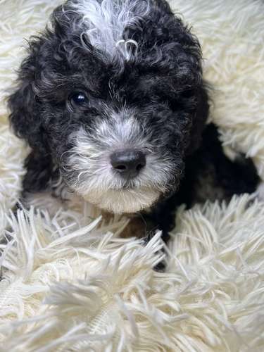French poodle mini toy (importados)