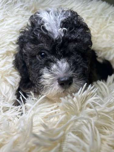 French poodle mini toy (importados)