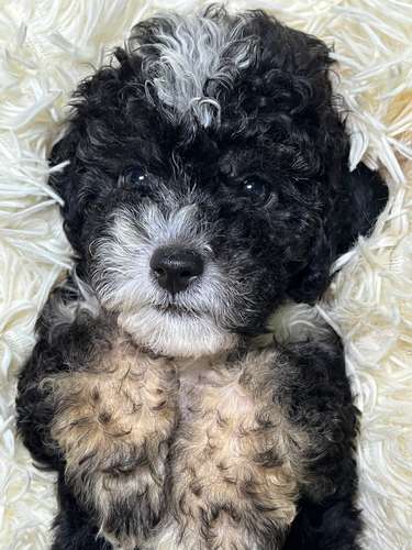French poodle mini toy (importados)