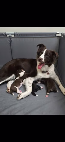 Border Collies 