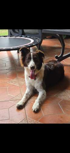 Border Collies 