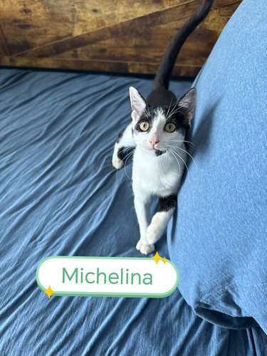 Michelina en Adopción  - Imagen 2