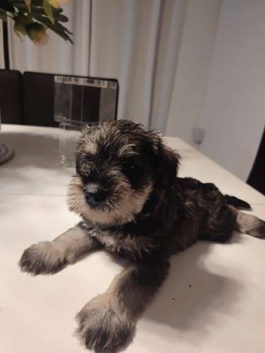 Vendo lindos Schnauzer 