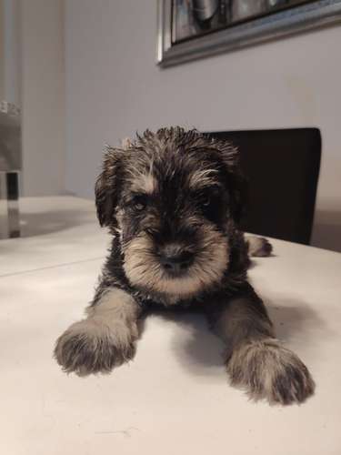 Vendo lindos Schnauzer 