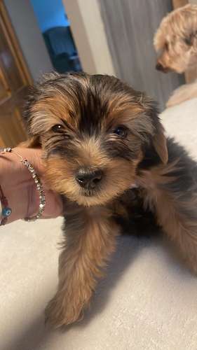 Yorkshire terrier 