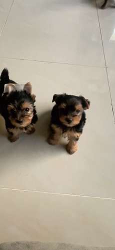 Yorkshire terrier 
