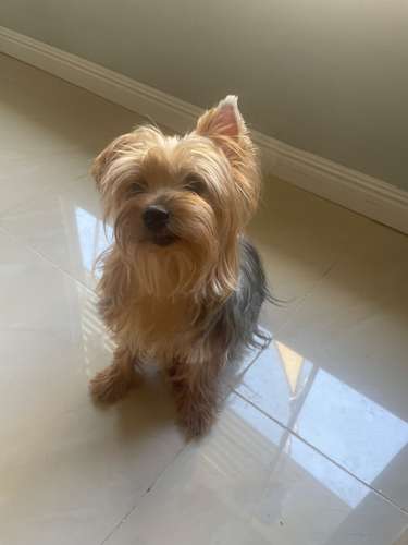 Yorkshire terrier 
