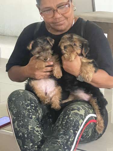 Yorkshire terrier 