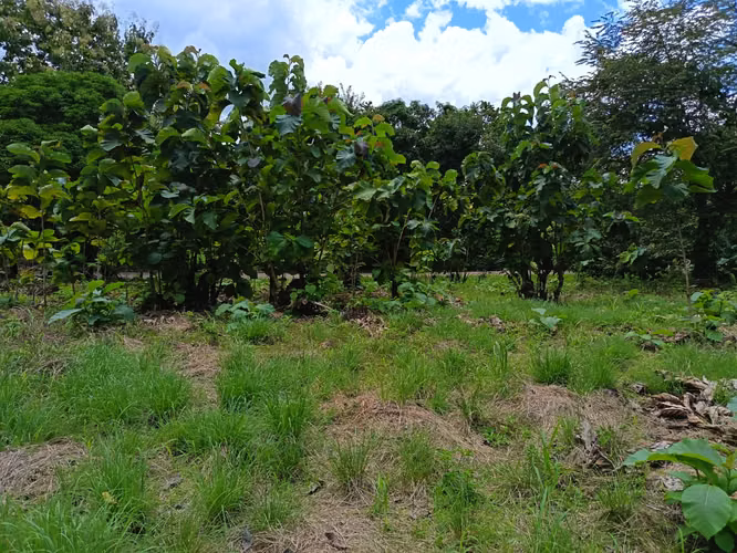 VENDO TERRENO EN MARAÑON VIA SONA SOLO 125MIL - Imagen 15