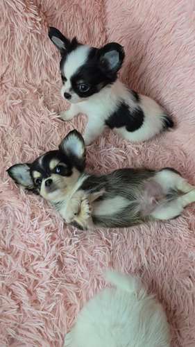 Chihuahuas pelo largo  - Imagen 5