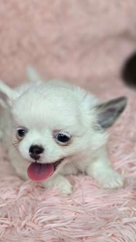 Chihuahuas pelo largo  - Imagen 2