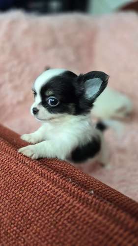 Chihuahuas pelo largo  - Imagen 3