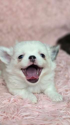 Chihuahuas pelo largo 